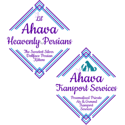 Lil' Ahava Heavenly Persians & Transport Services