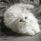 Hinrichs' Family Kitten Payment ~ Kairo
