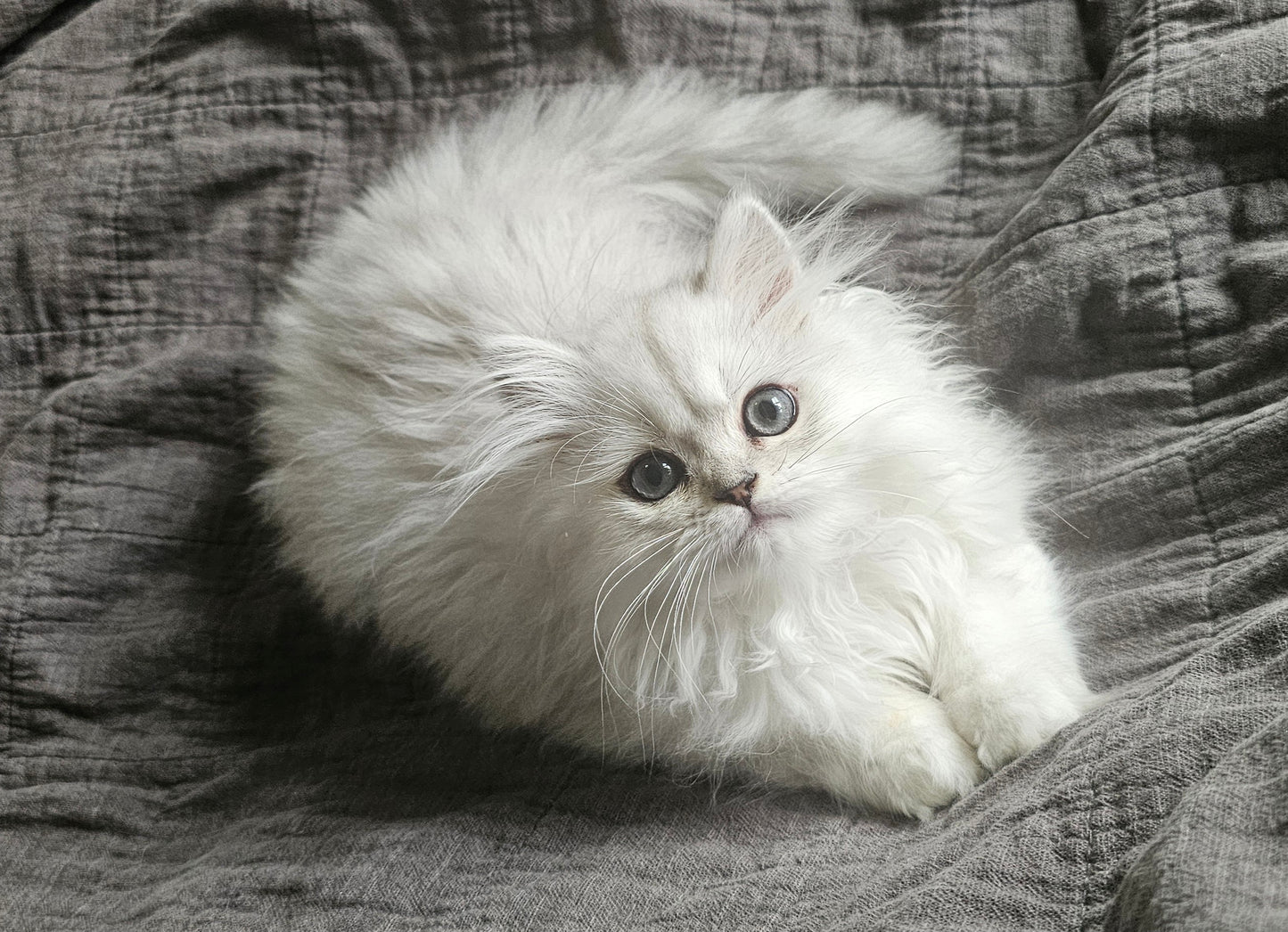 Hinrichs' Family Kitten Payment ~ Kairo